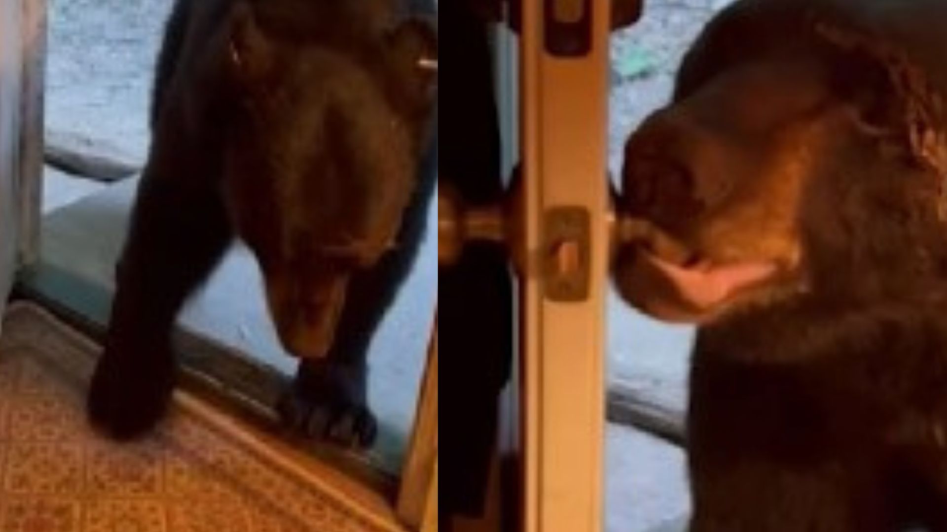 oso abre la puerta y la cierra