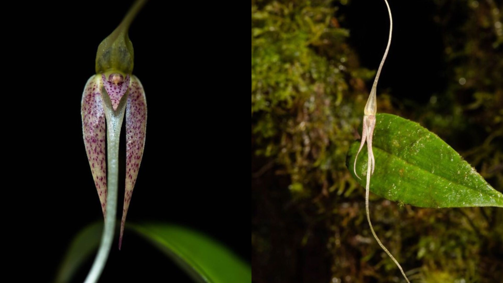 Colombia: Descubren nueva orquídea alargada