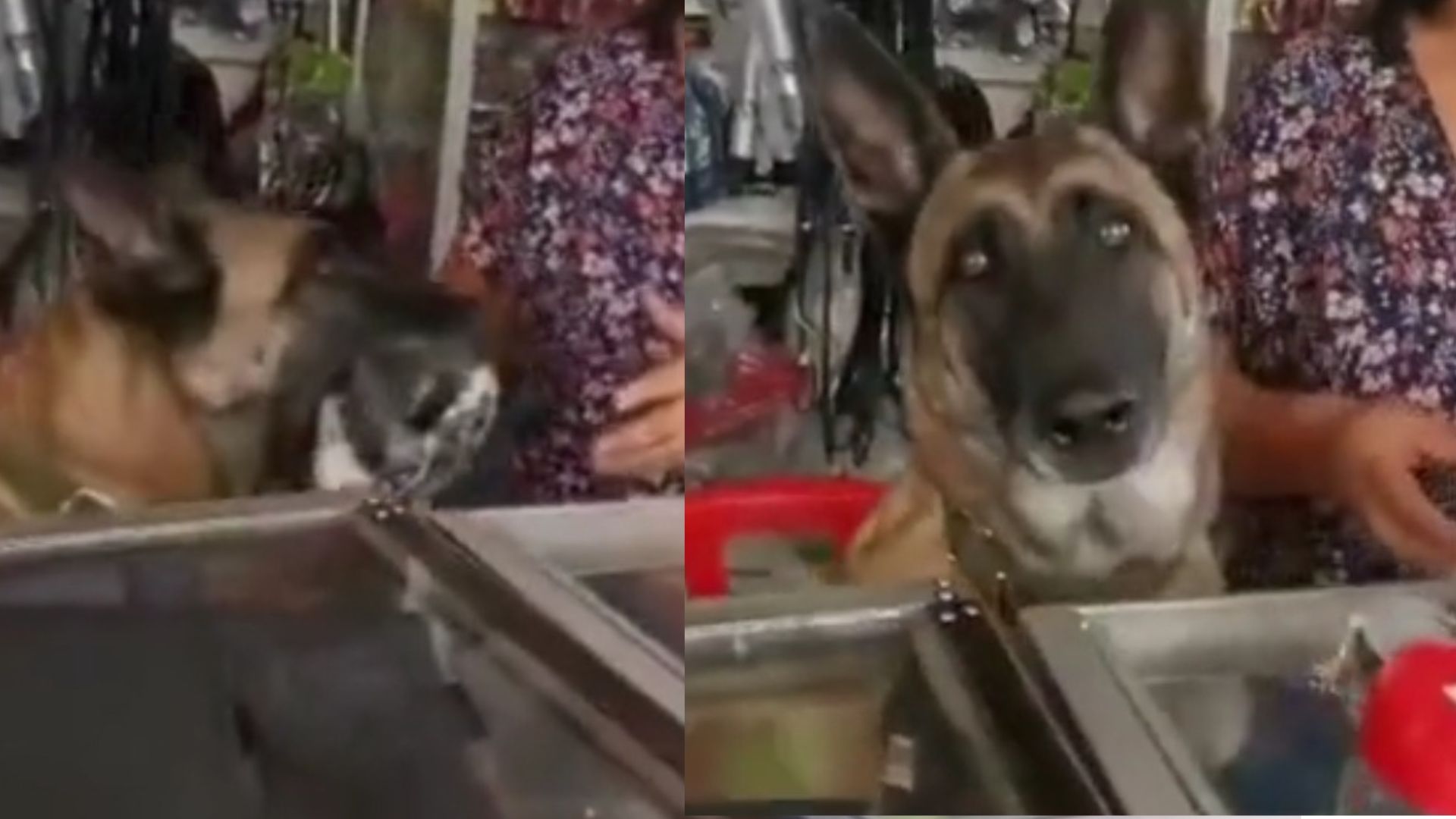 'Perrito ferretero' ayuda a su dueña a atender a los clientes