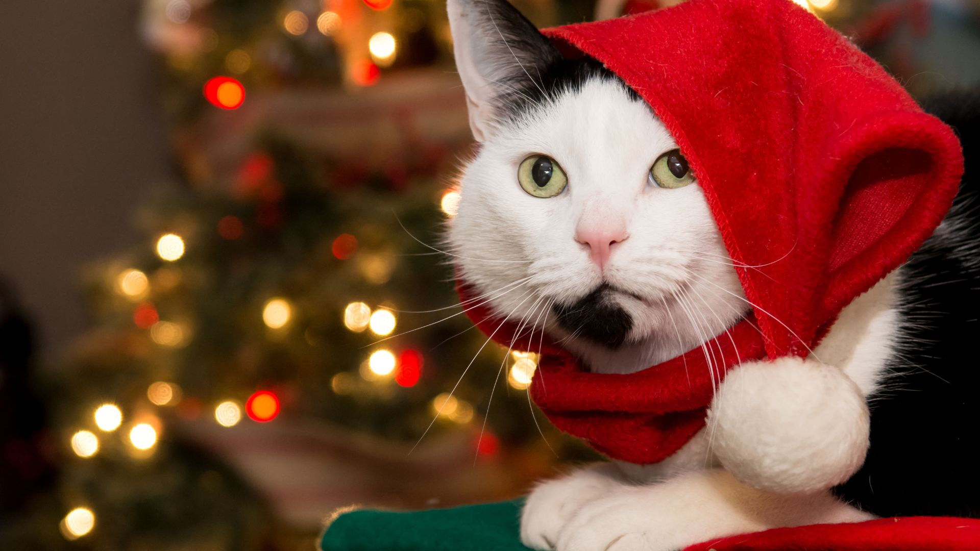 Esto debe hacer para que su gato no le tumbe el árbol de navidad
