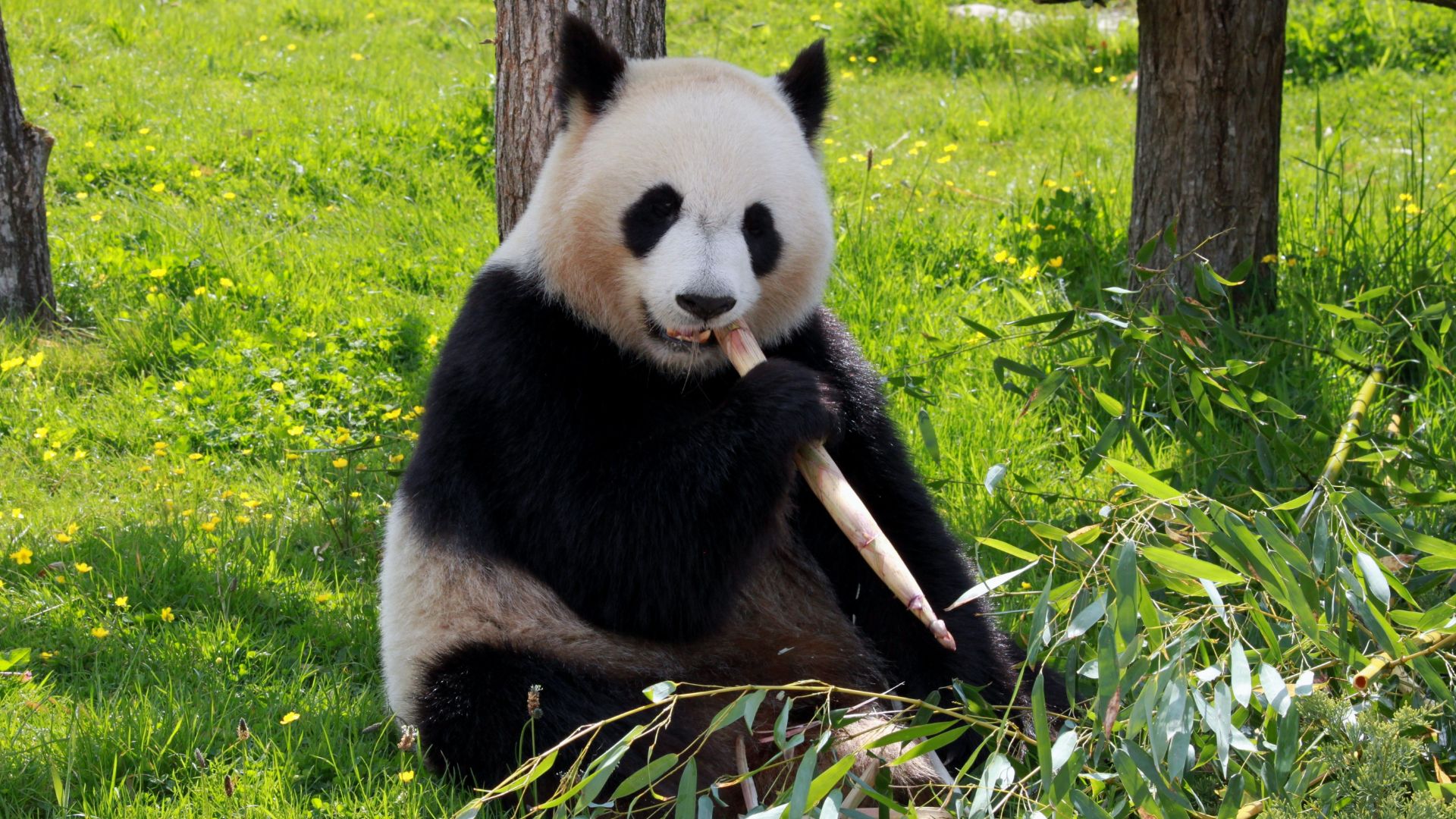 Traviesos pandas gigantes les hacen difícil el trabajo a sus cuidadores