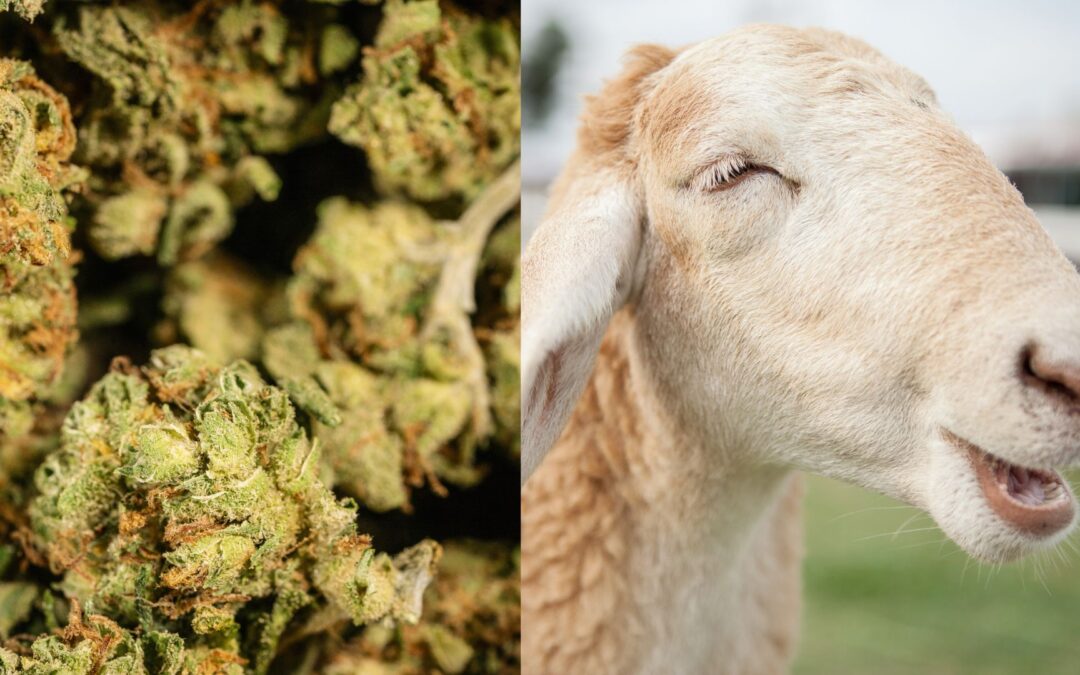 Un rebaño de ovejas se pegó tremendo viaje con más de 270 kilos de marihuana